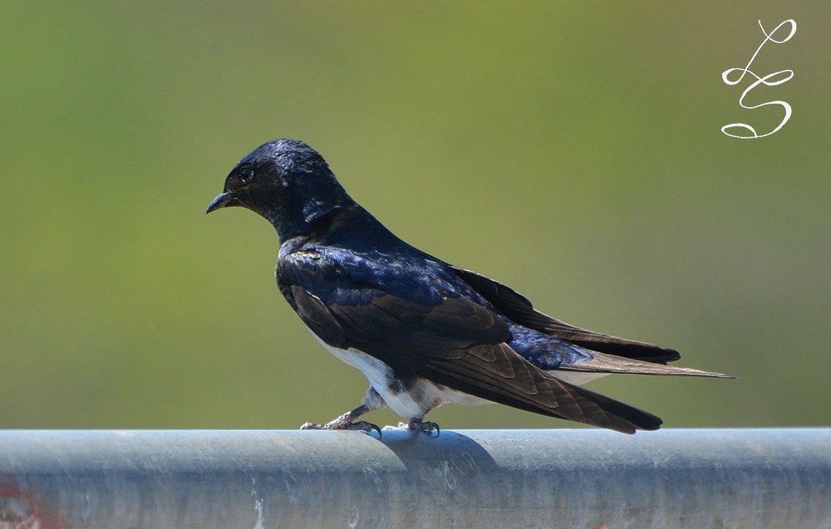 Gray-breasted Martin - Luis Fernandez