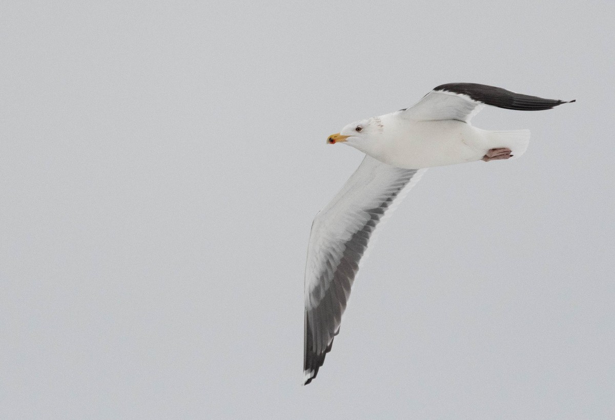 Great Black-backed Gull - Vincent Giroux