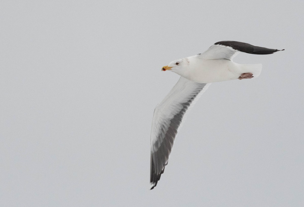 Great Black-backed Gull - ML401176621