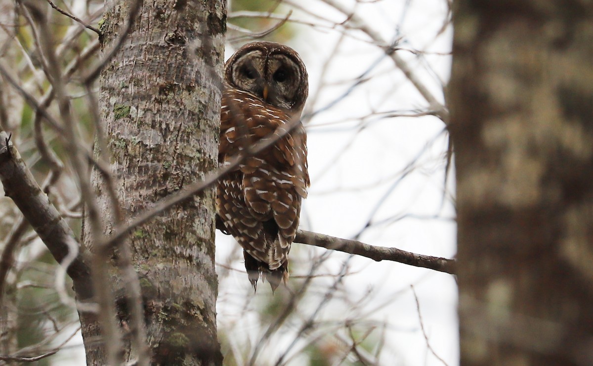 Barred Owl - Rob Bielawski