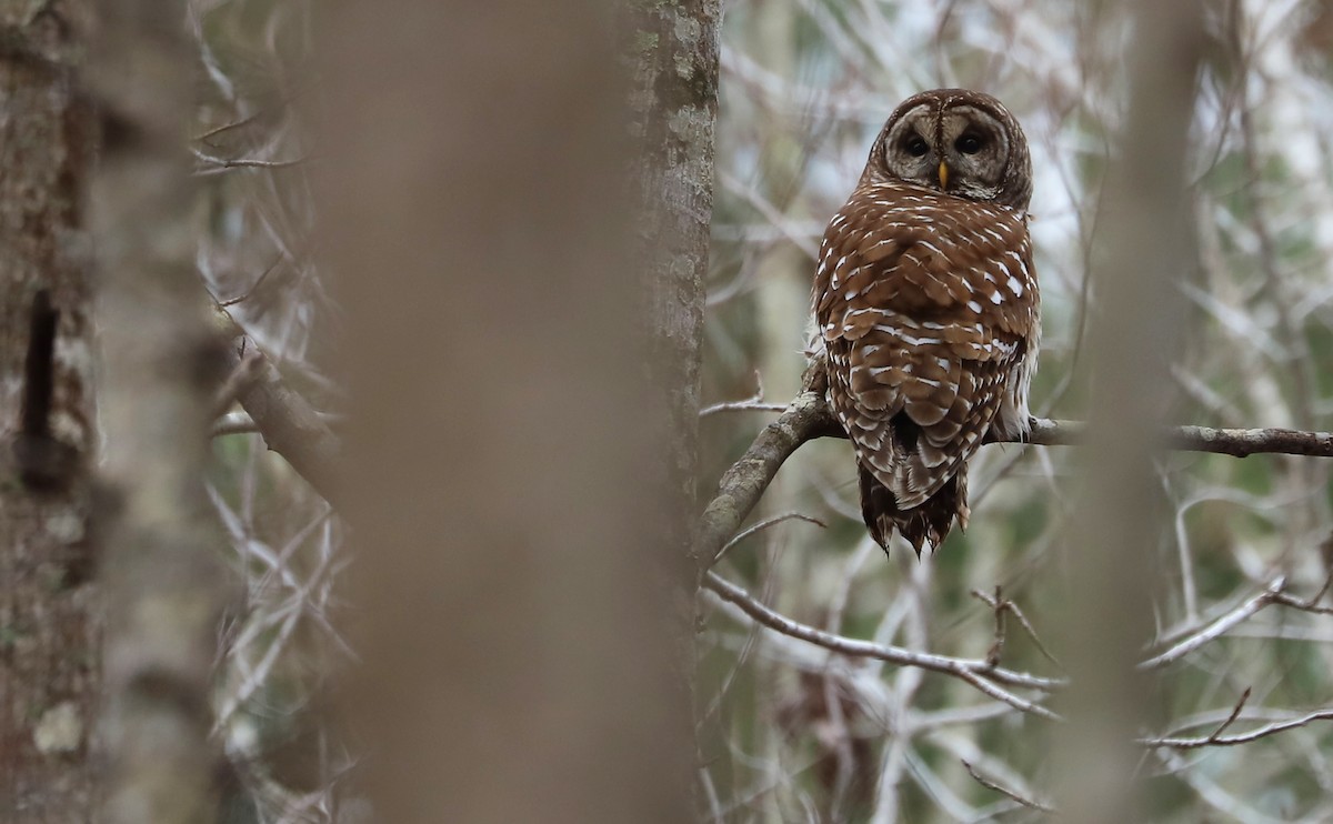 Barred Owl - Rob Bielawski