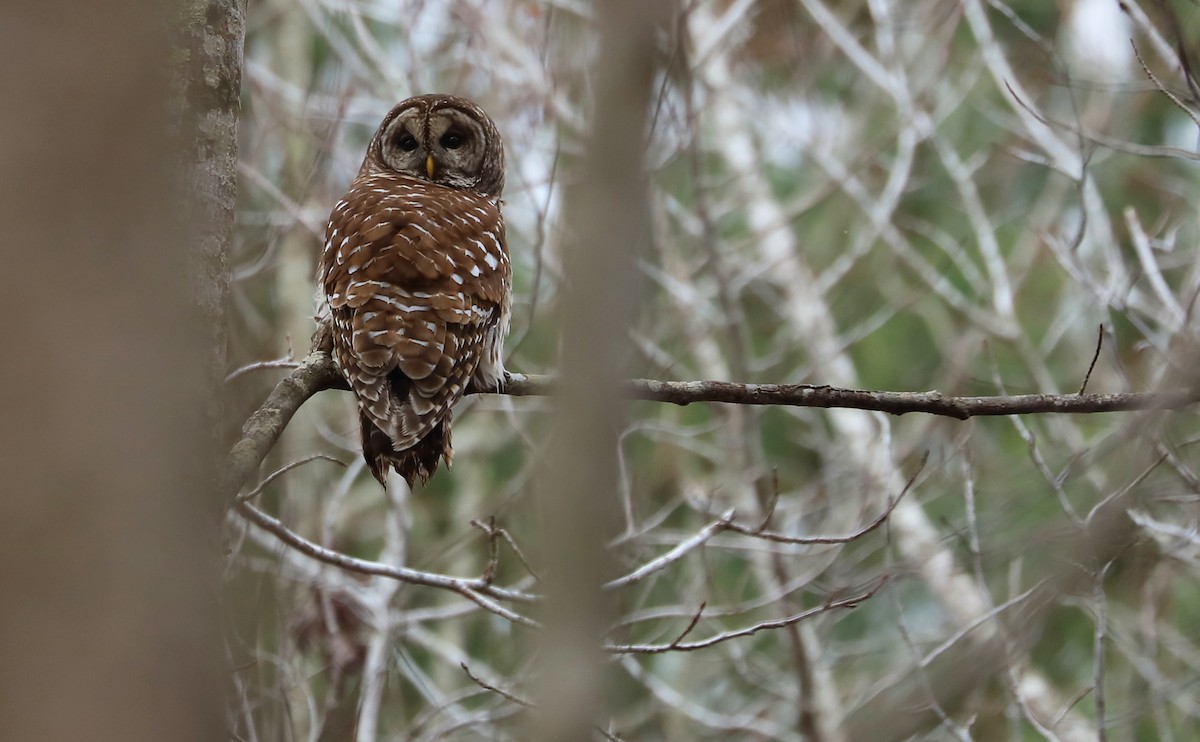 Barred Owl - Rob Bielawski