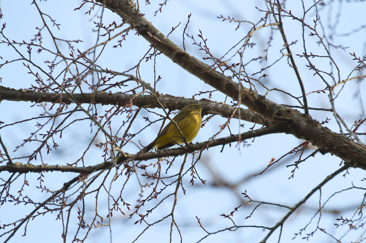 Palm Warbler - ML401177241