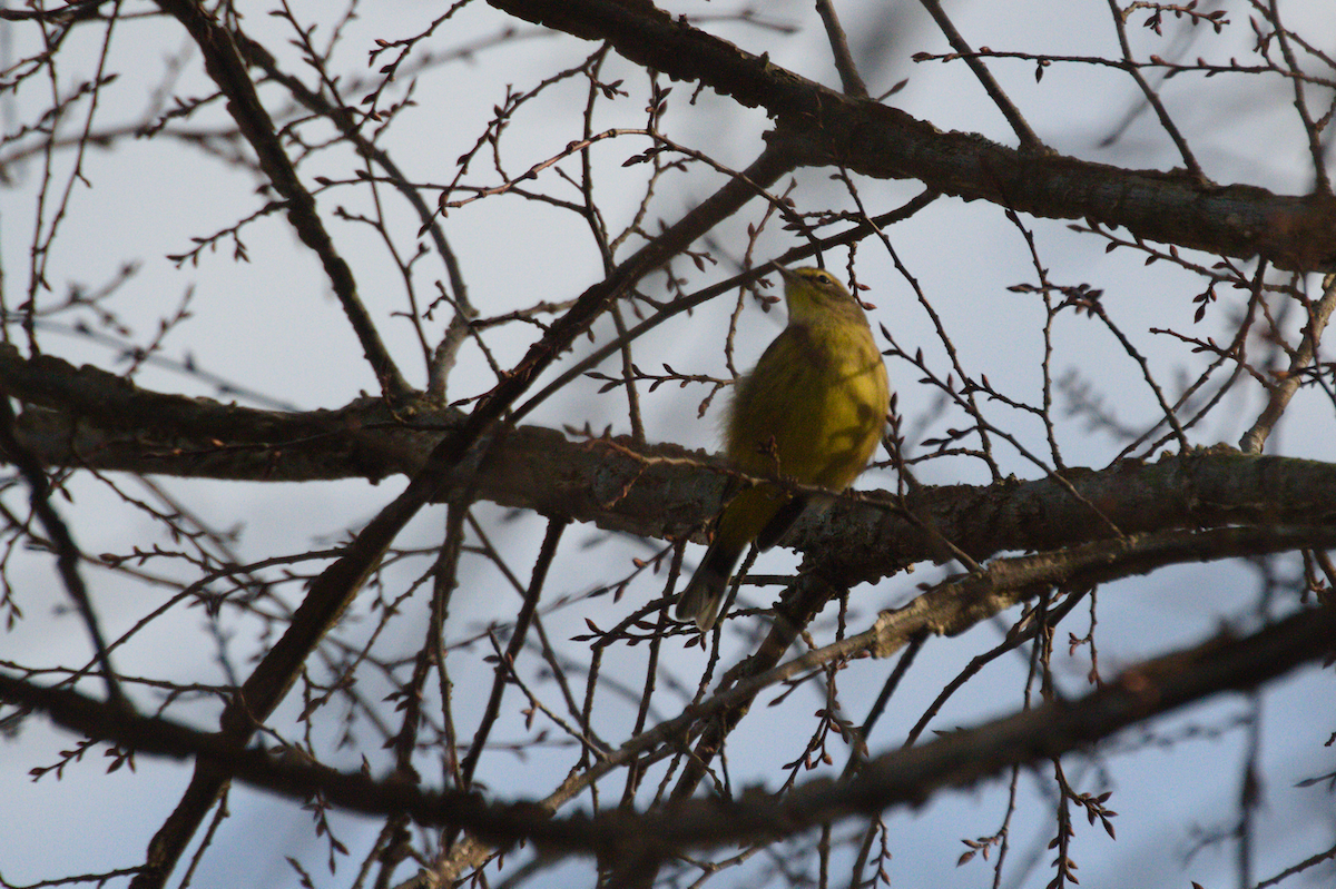 Palm Warbler - ML401177251