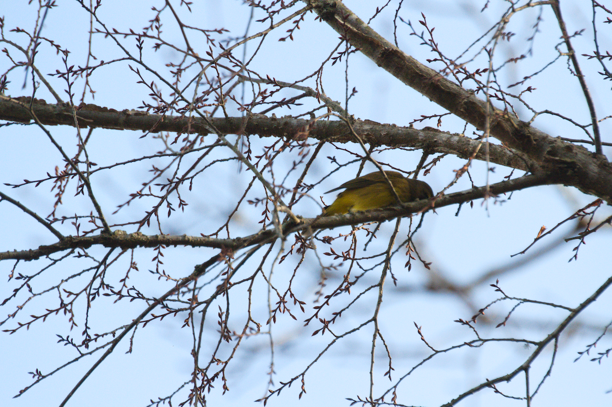 Palm Warbler - ML401177271