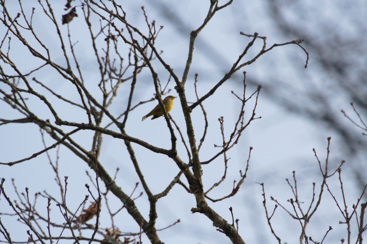 Palm Warbler - ML401178031
