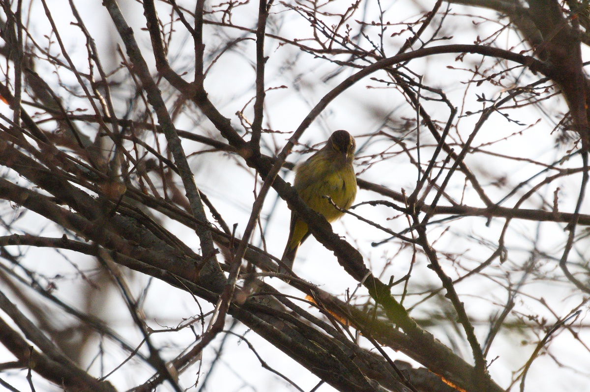 Palm Warbler - ML401178041