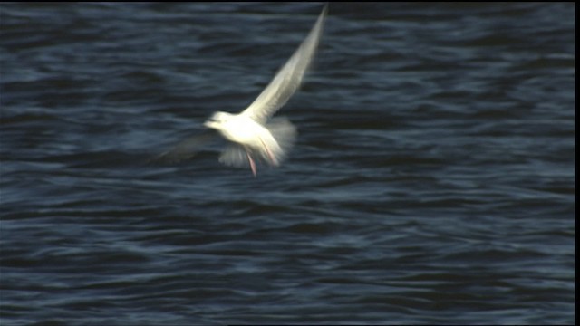 Bonaparte's Gull - ML401180