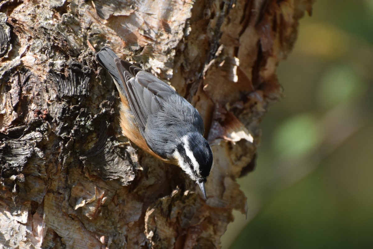 Red-breasted Nuthatch - irina shulgina