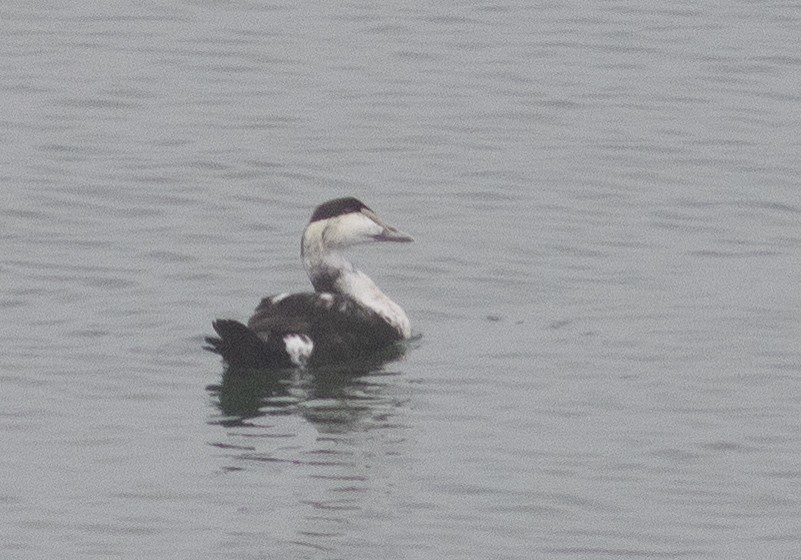 ærfugl - ML401180711