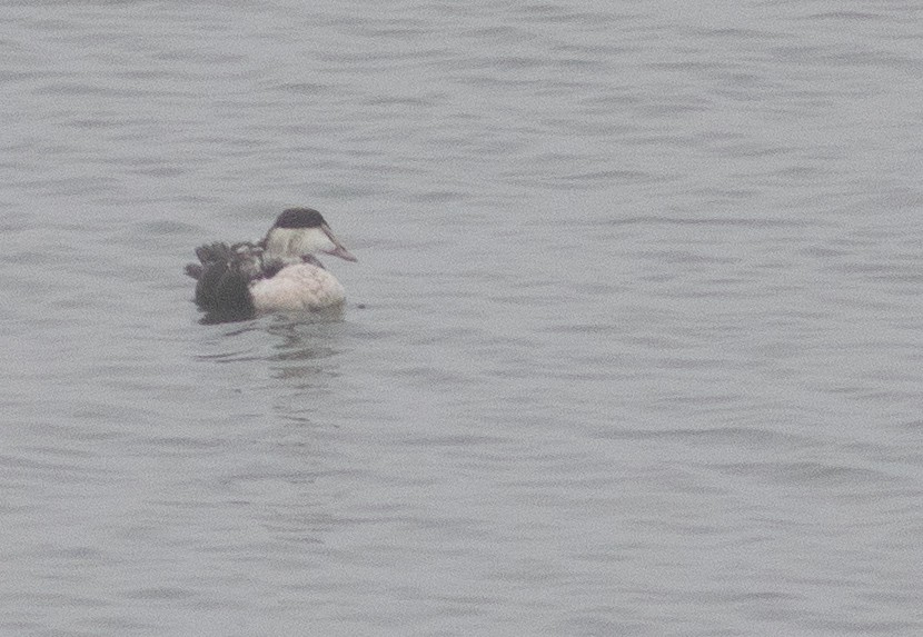 ærfugl - ML401180731