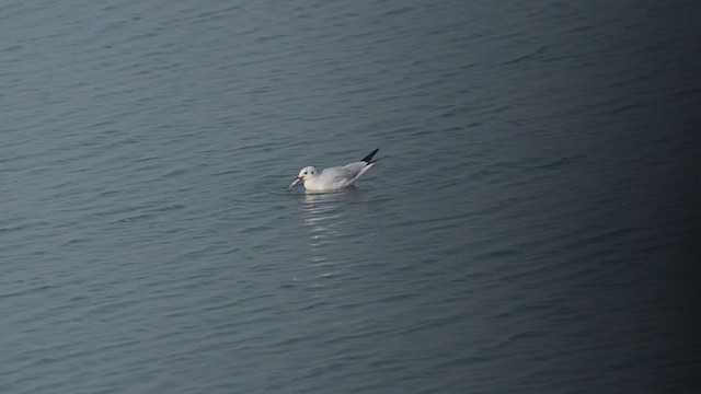 Brown-headed Gull - ML401180891