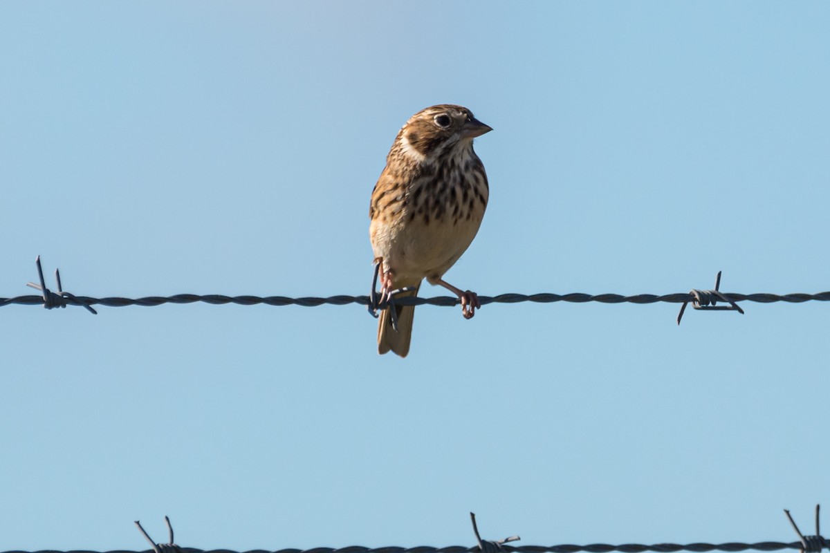 Vesper Sparrow - ML401181331