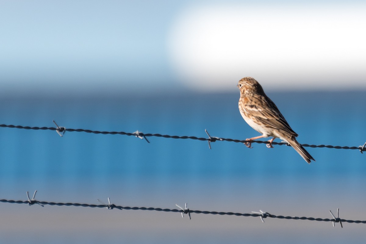 Vesper Sparrow - ML401181671