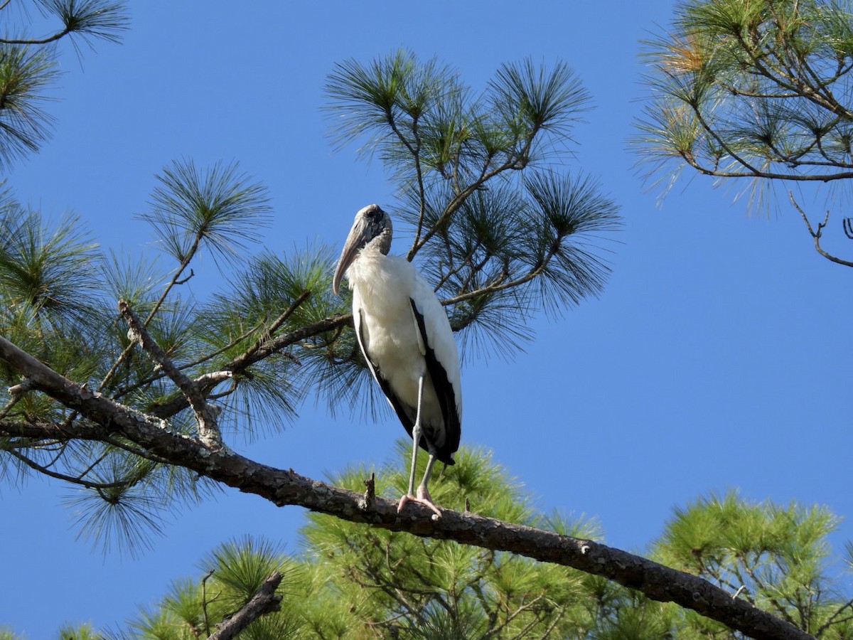 Wood Stork - ML401182621