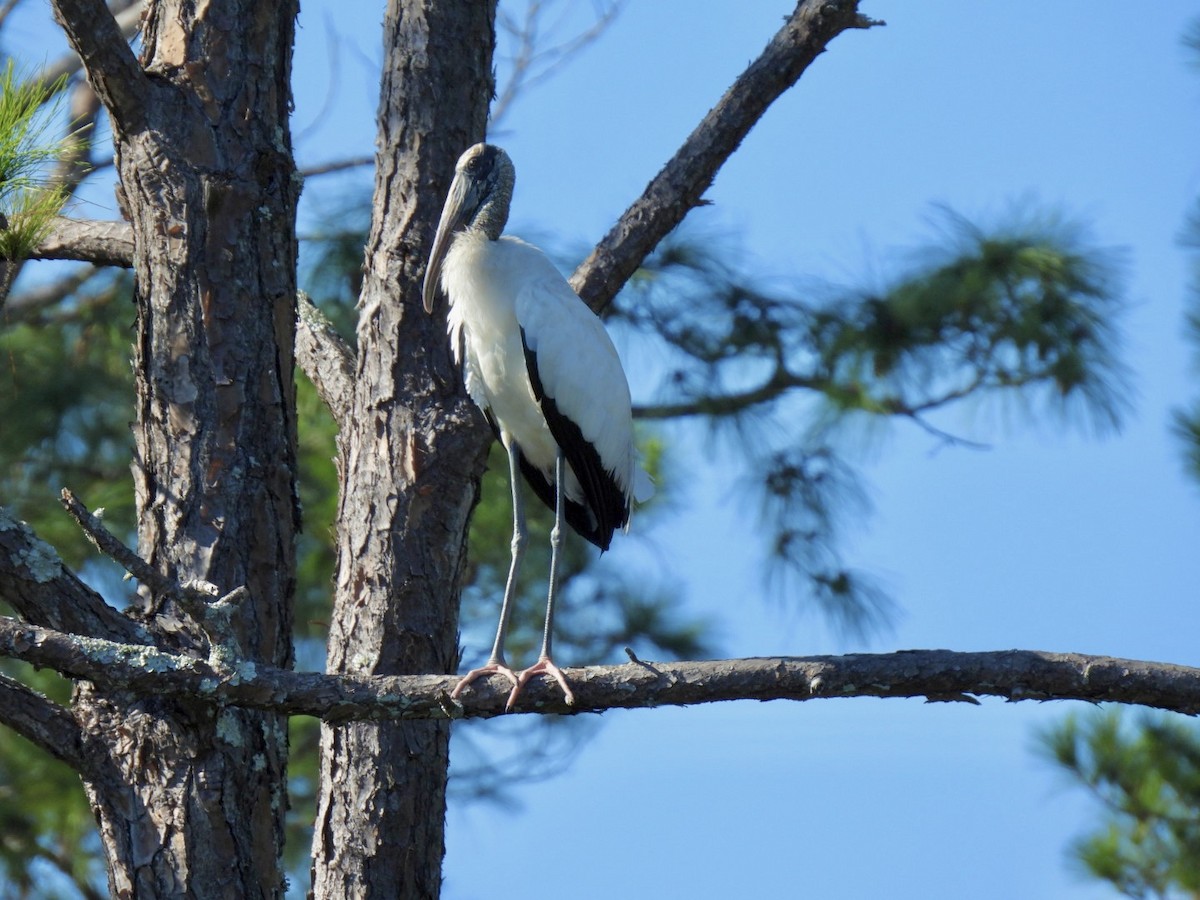 Wood Stork - Sandra Bak