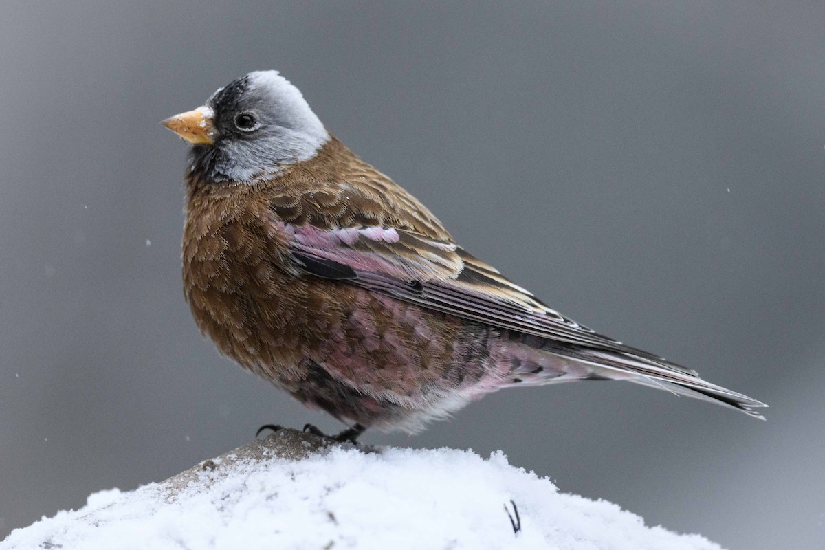 Gray-crowned Rosy-Finch (Hepburn's) - ML401183801