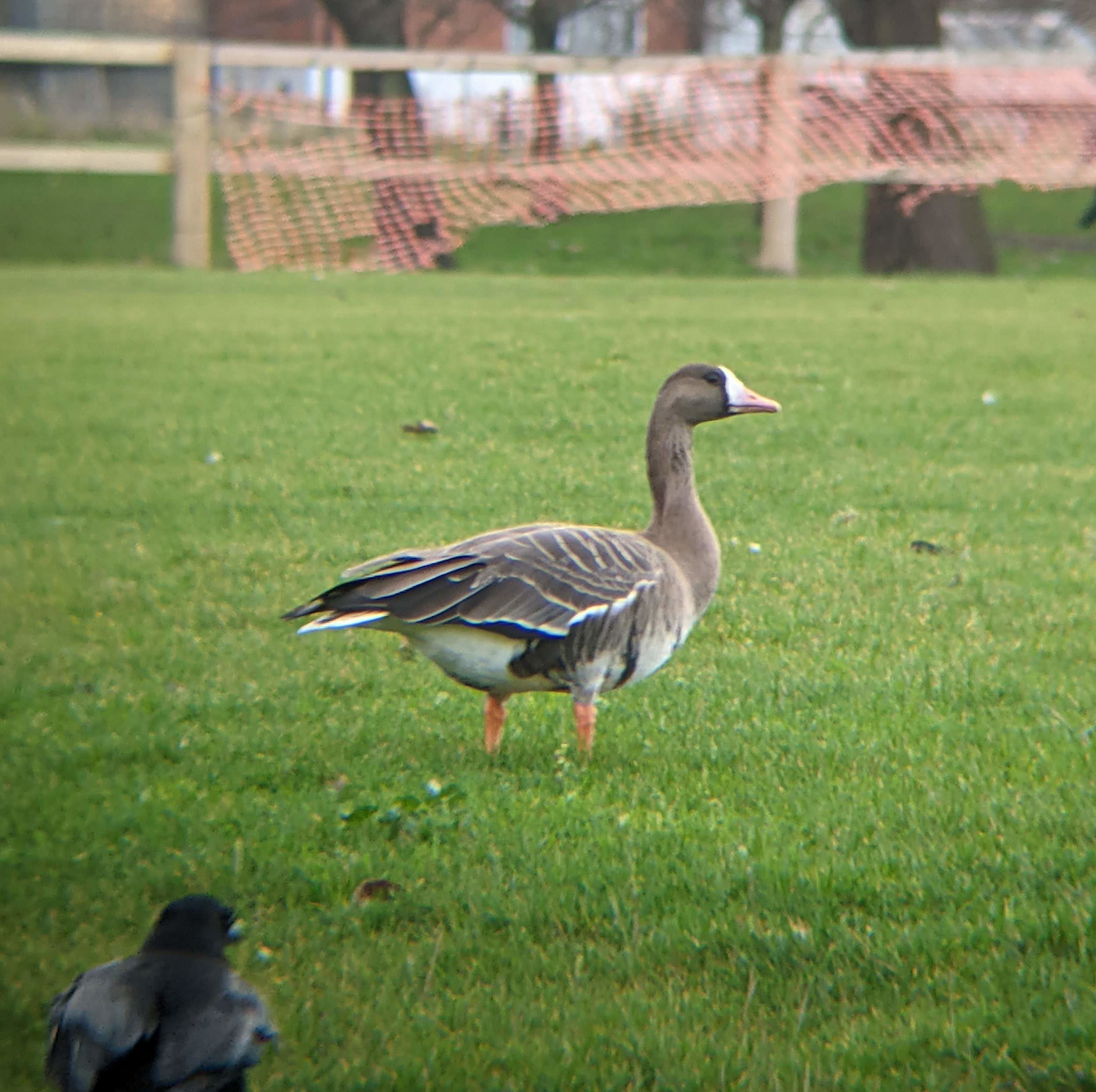 Greater White-fronted Goose (Eurasian) - Tom Ensom