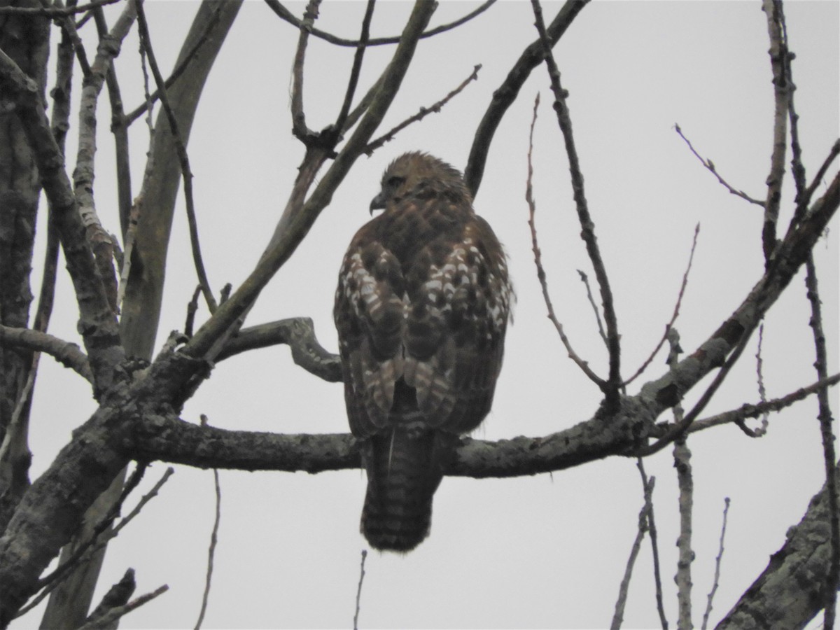 Zapelatz buztangorria - ML401184691