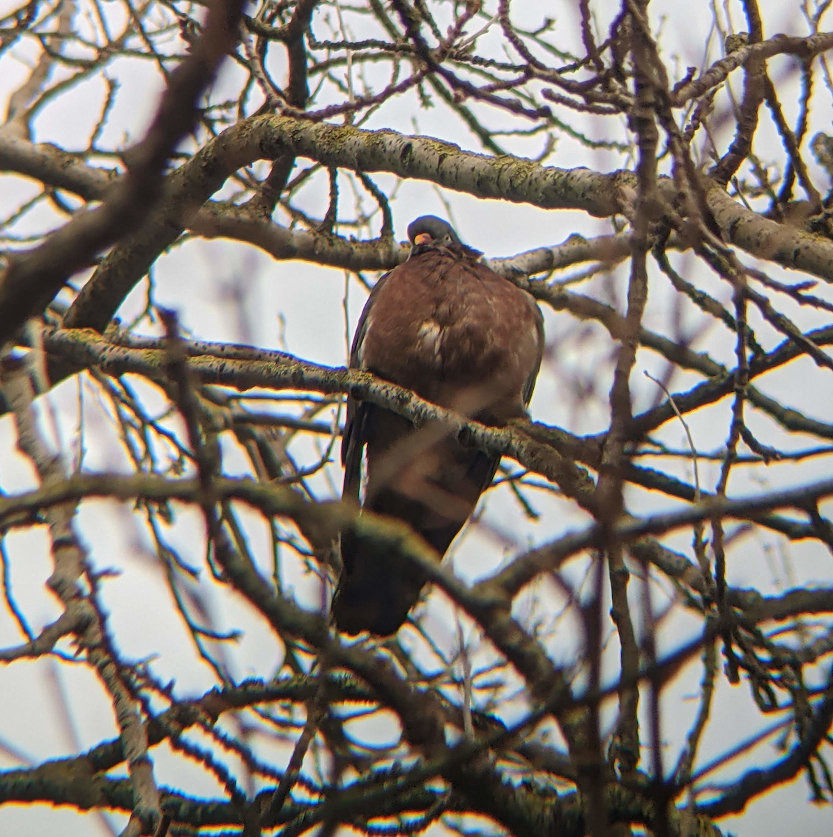 Common Wood-Pigeon - ML401184741