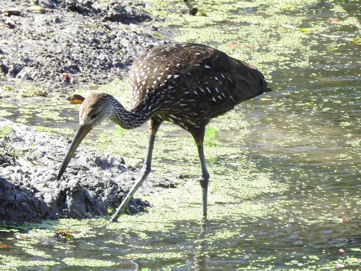 eBird Checklist - 1 Jan 2022 - 1509 Edgar Pl, Sarasota US-FL 27.32188 ...