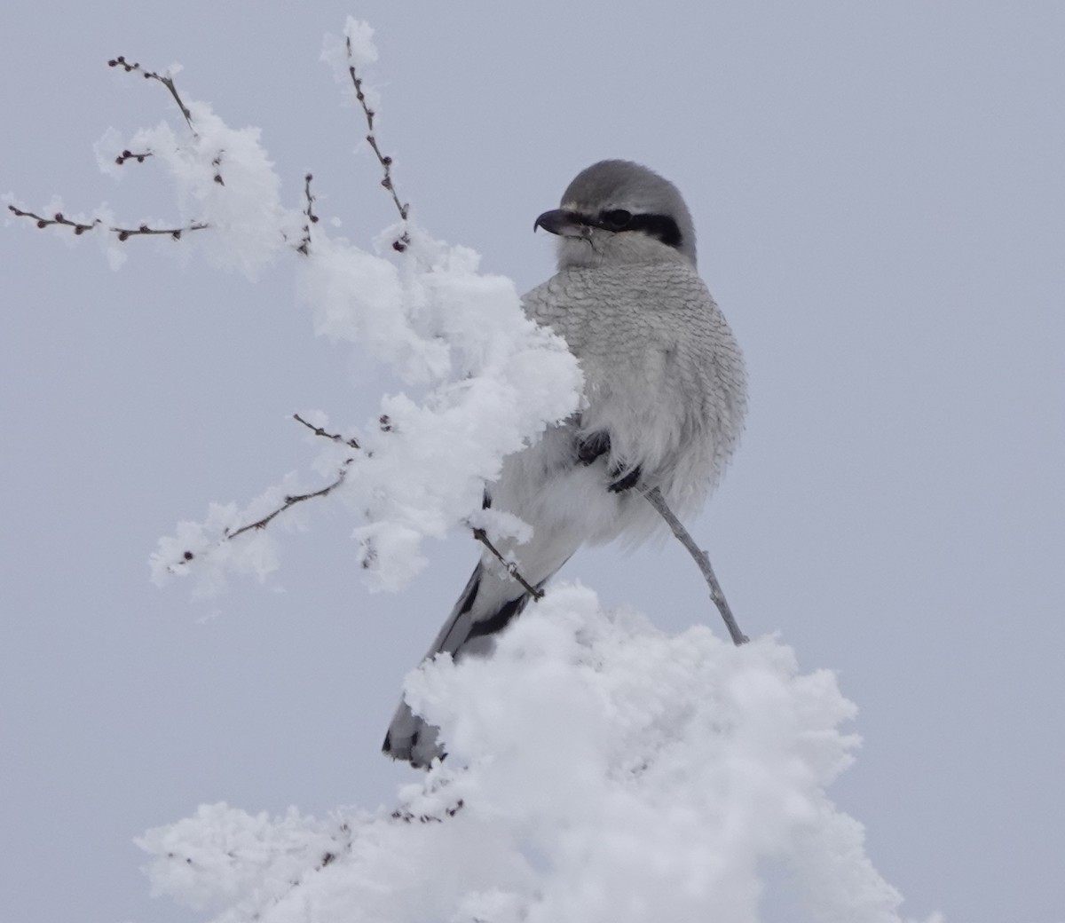 Northern Shrike - dave koehler