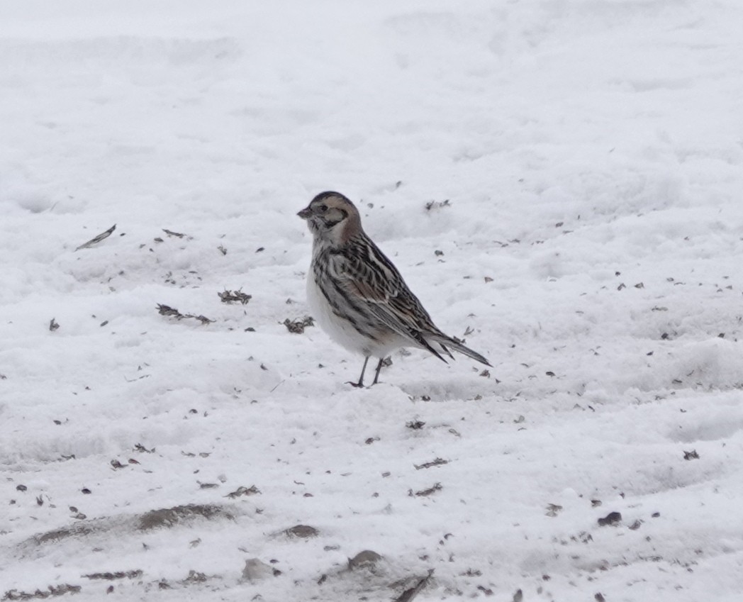 Lapland Longspur - dave koehler