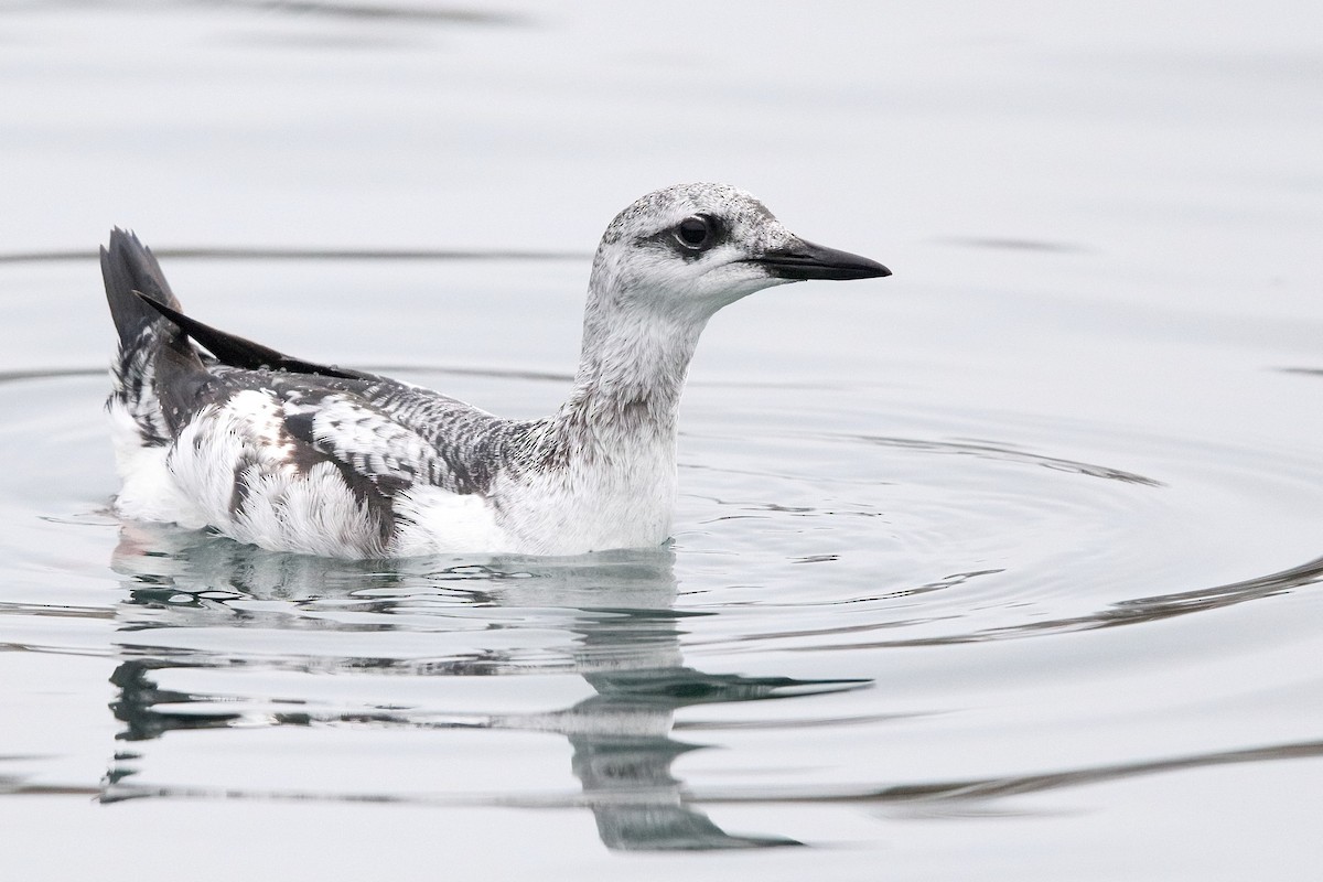 Black Guillemot - ML401188191