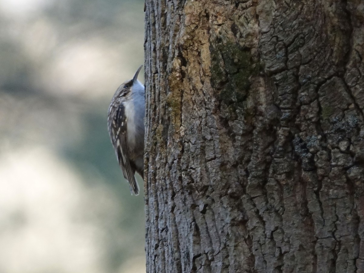 Brown Creeper - Frank Marenghi