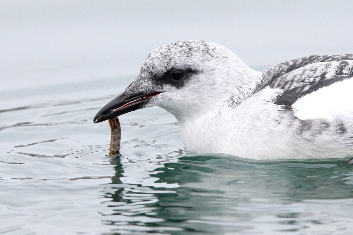 Black Guillemot - ML401188411