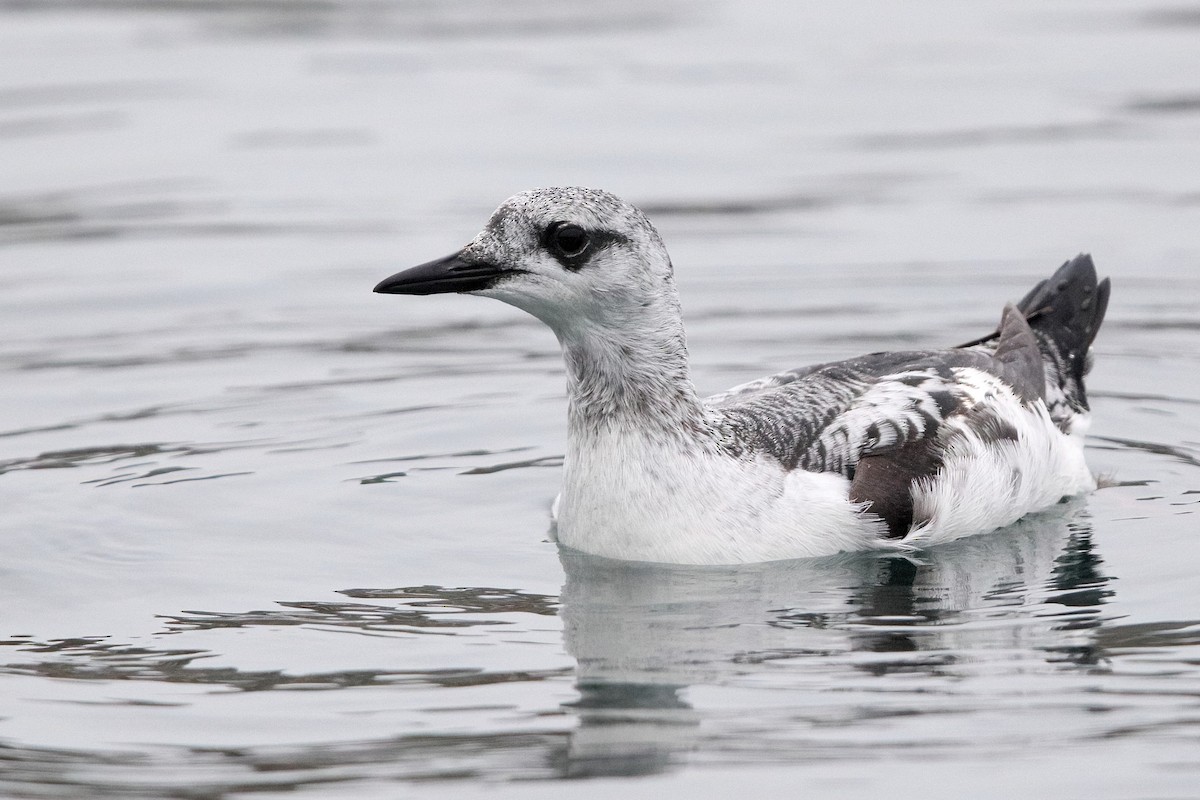 Guillemot à miroir - ML401188461