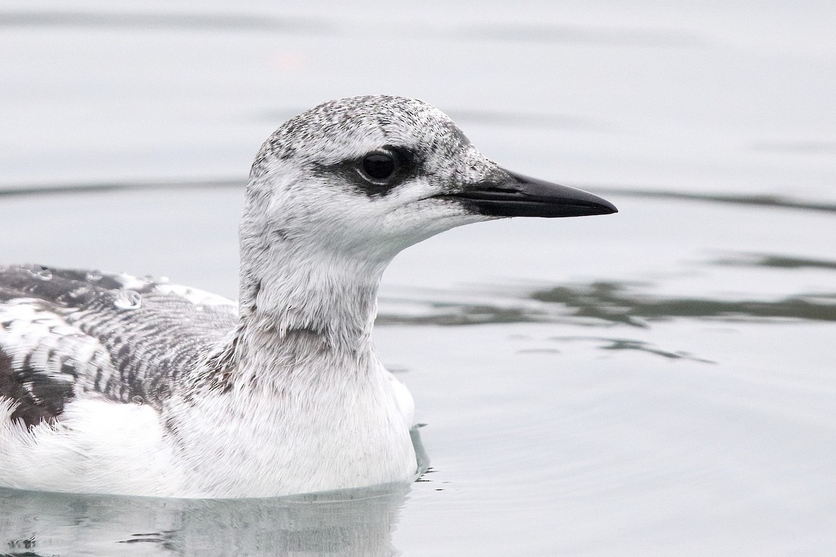 Black Guillemot - ML401188511