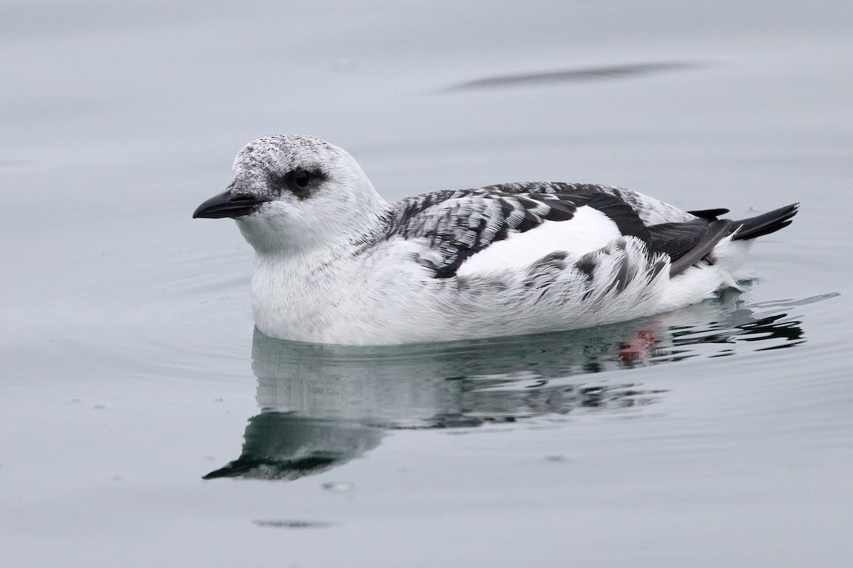 Black Guillemot - ML401189041
