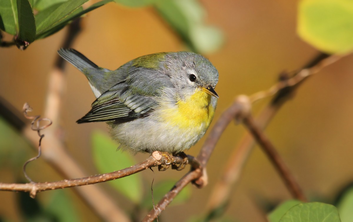 Northern Parula - Ryan Schain