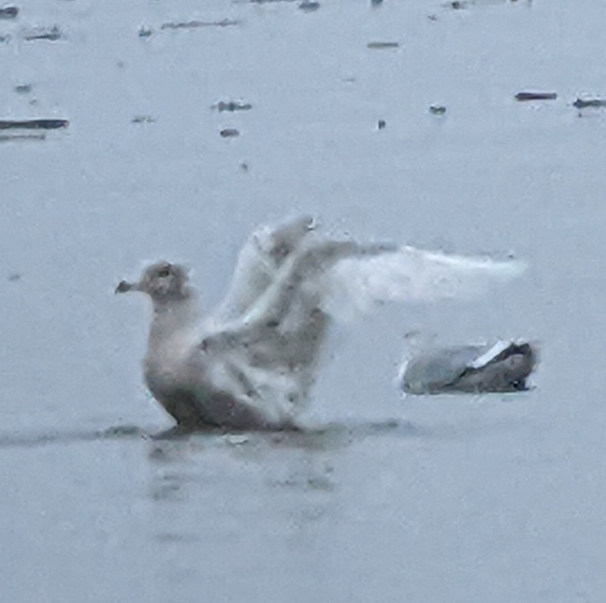 Glaucous Gull - ML401191051