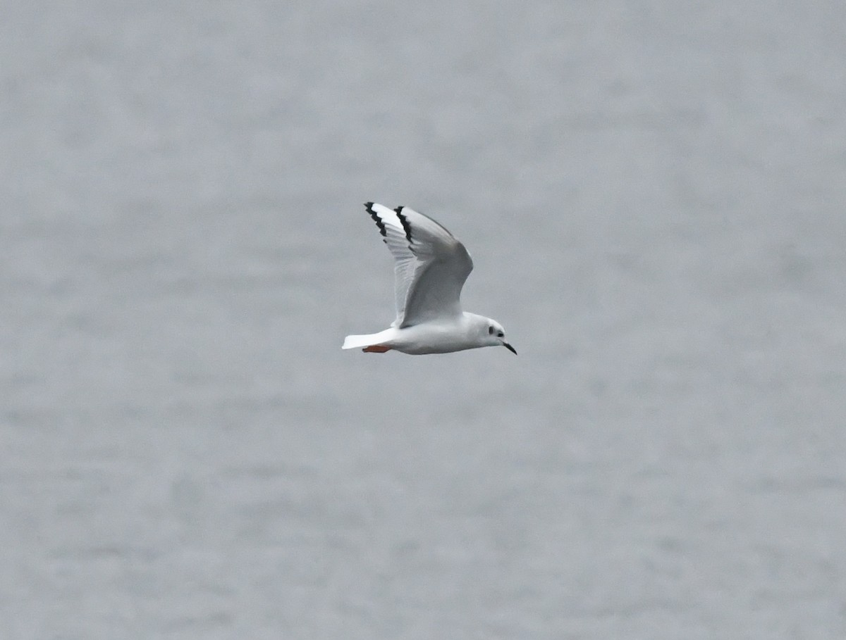 Bonaparte's Gull - ML401193881