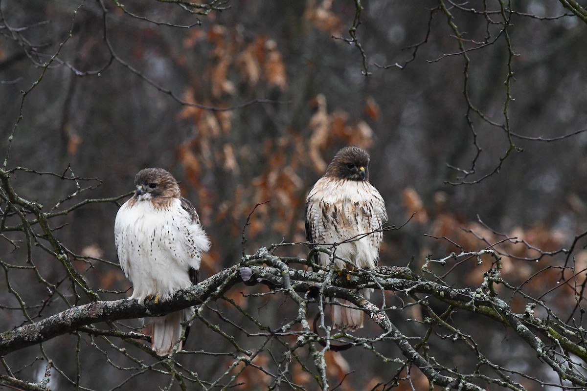 Red-tailed Hawk - ML401193971