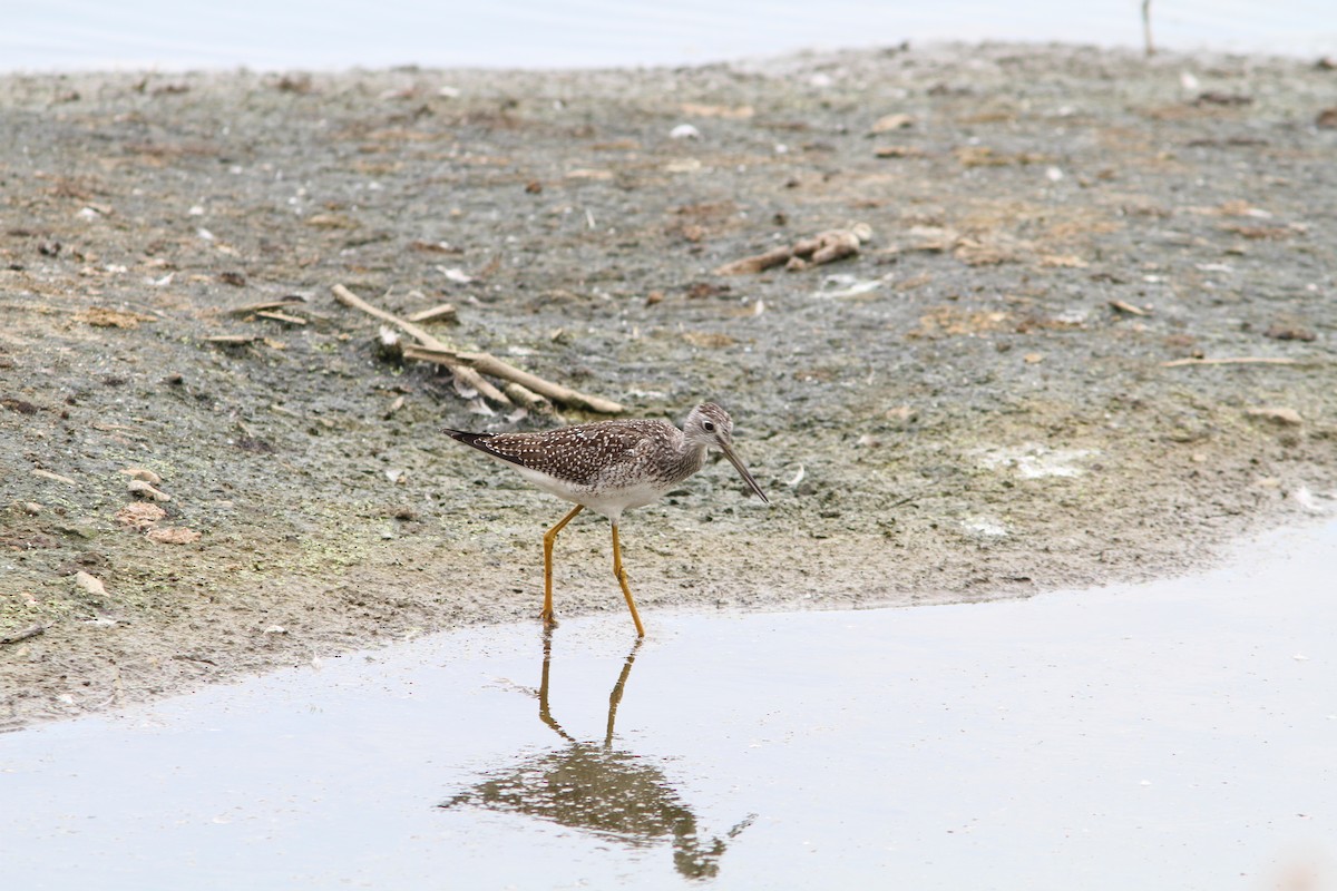 Greater Yellowlegs - ML401194331