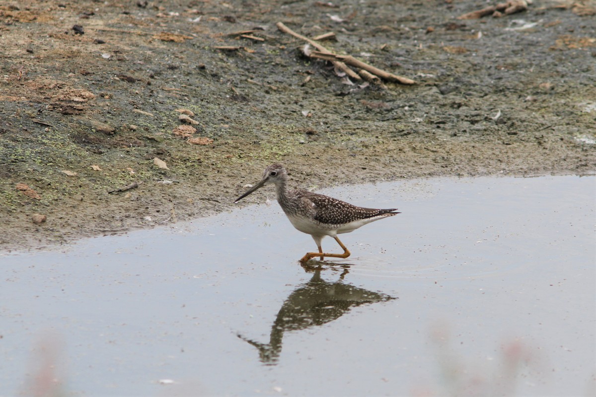 Greater Yellowlegs - ML401194781