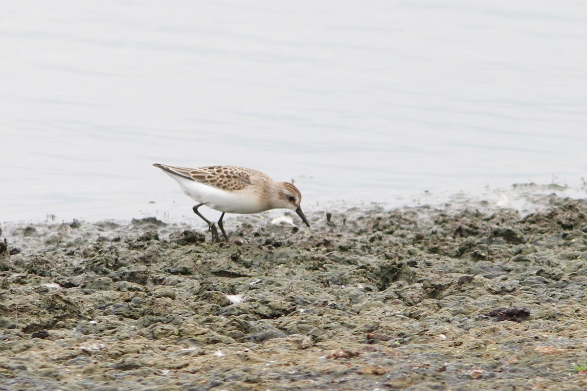 Semipalmated Sandpiper - ML401194891