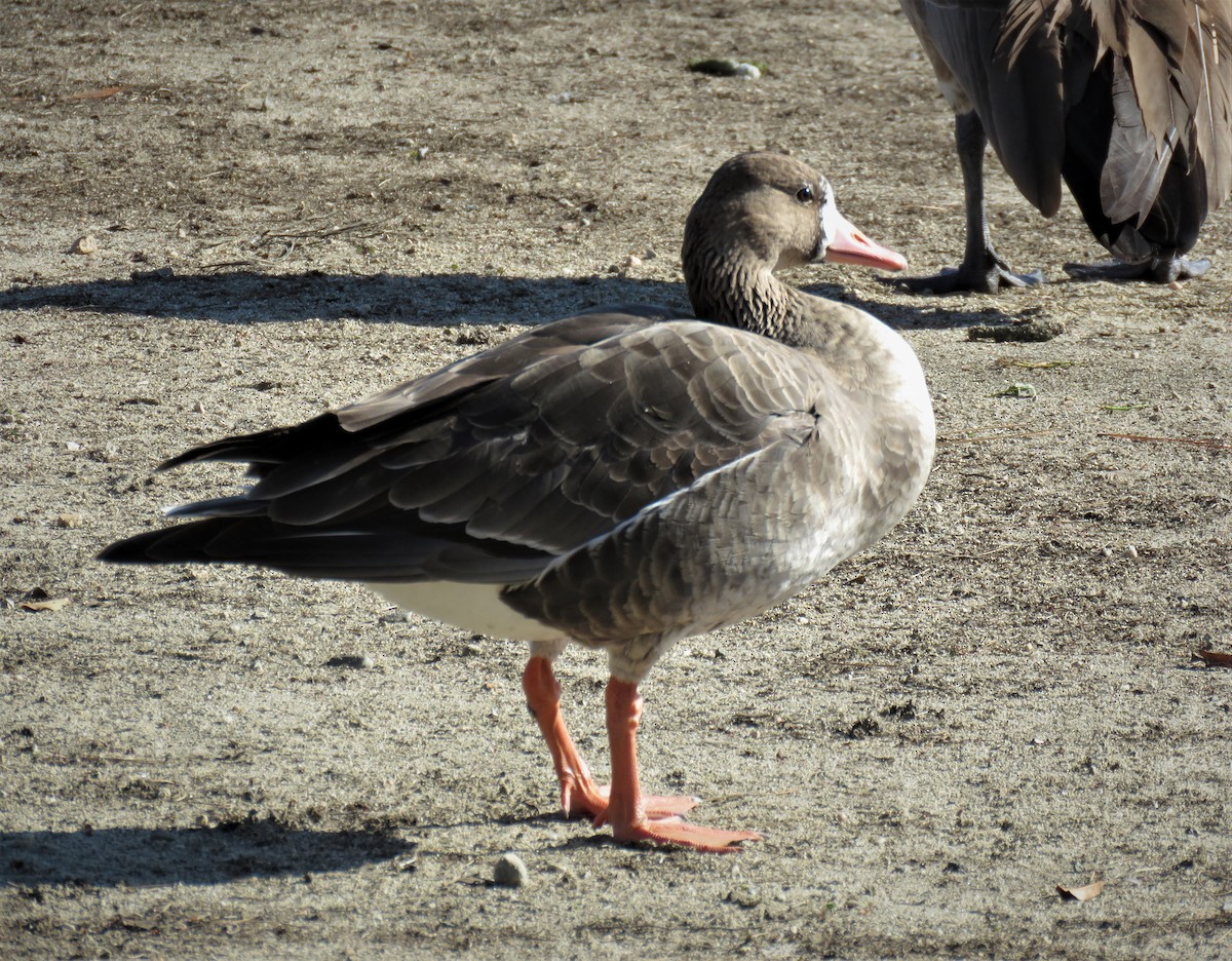 Greater White-fronted Goose - ML401195411