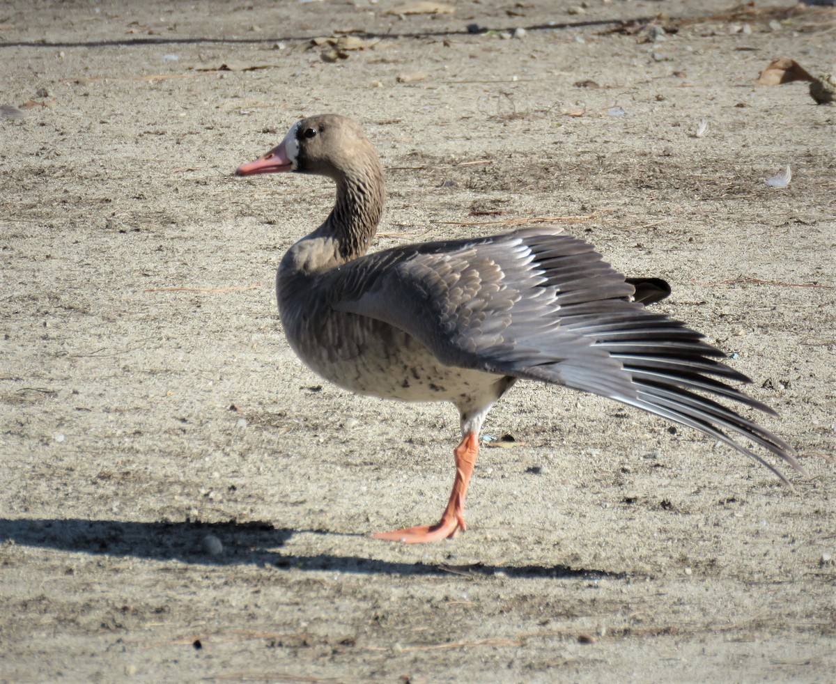 Greater White-fronted Goose - ML401195451