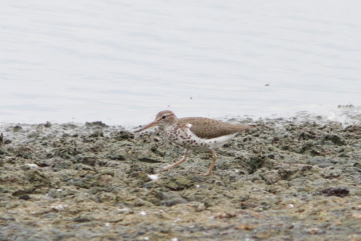 Spotted Sandpiper - ML401195741