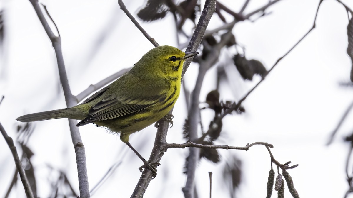 Prairie Warbler - ML401195981