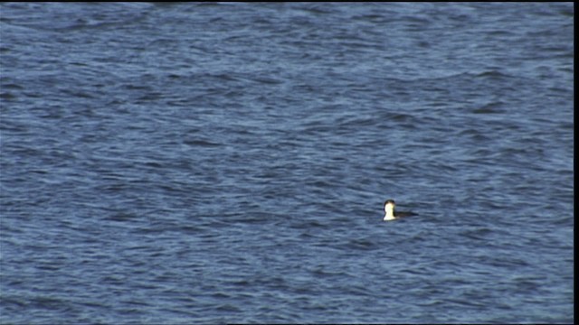 Common Loon - ML401197