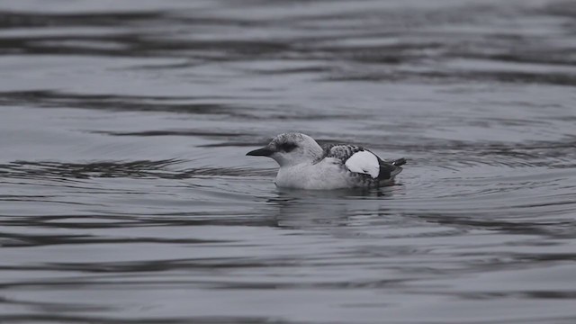 Black Guillemot - ML401197111