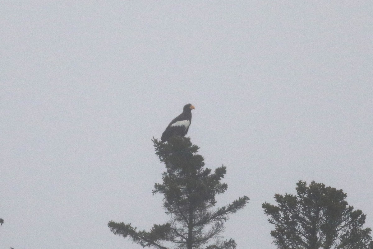 Steller's Sea-Eagle - Brendan McKay