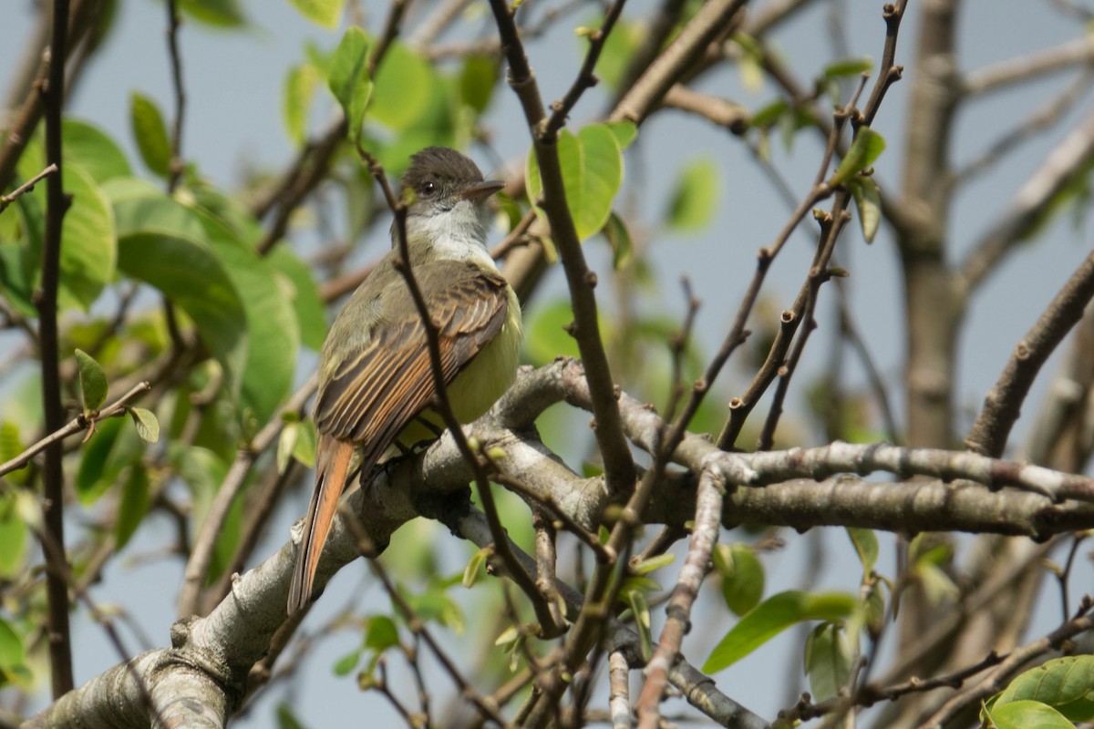 Dusky-capped Flycatcher - ML40119921
