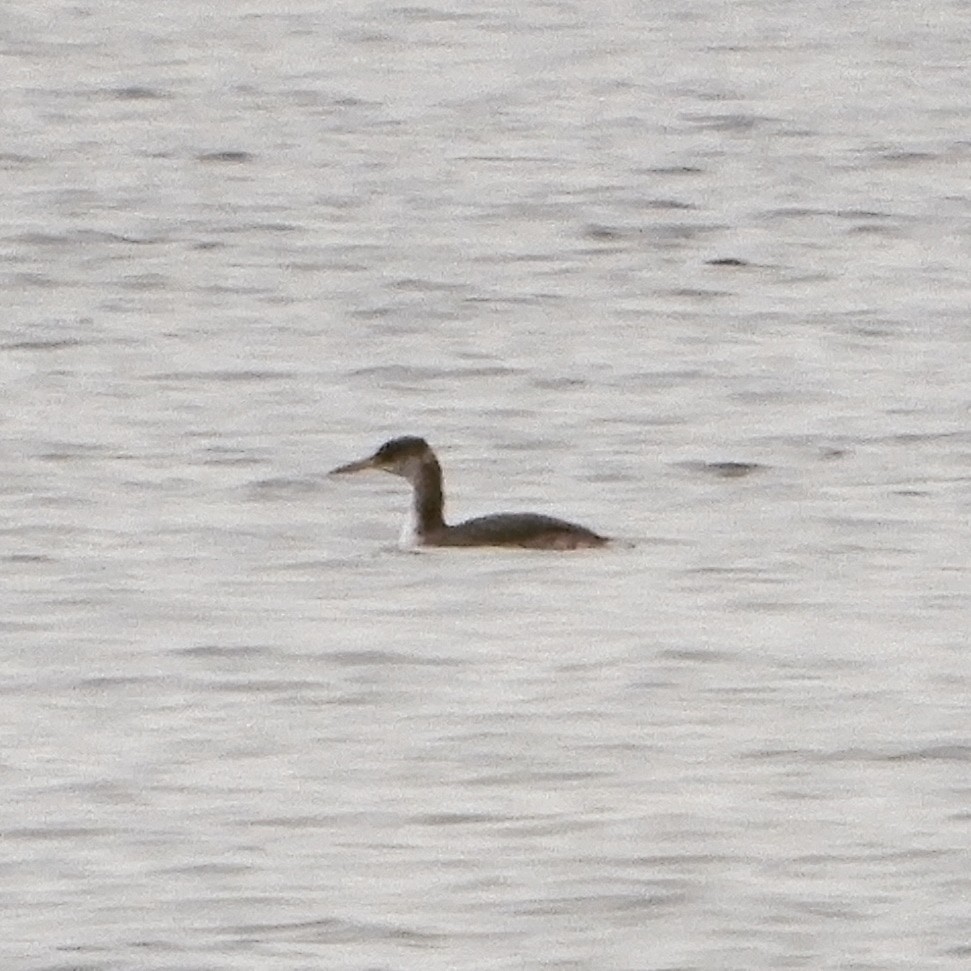 Red-necked Grebe - ML401200201