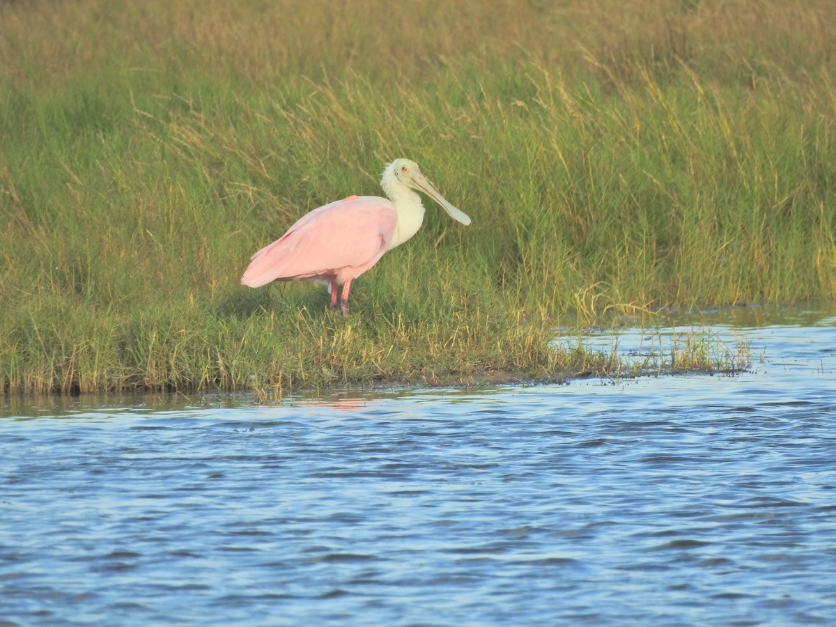 Roseate Spoonbill - ML40120031